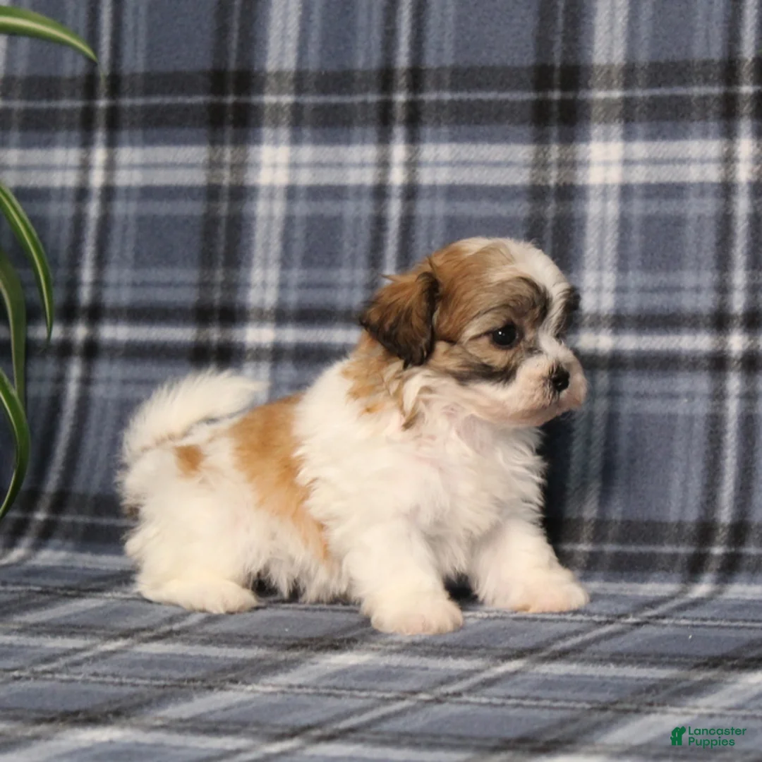 Teddy Bear dogs for sale: Yolonda - Ad 2