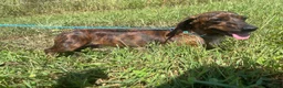 Miniature Dachshund dogs for sale: Dewdrop - Ad 5
