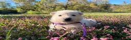 German Shepherd dogs for sale: Sylvia  - Ad 1