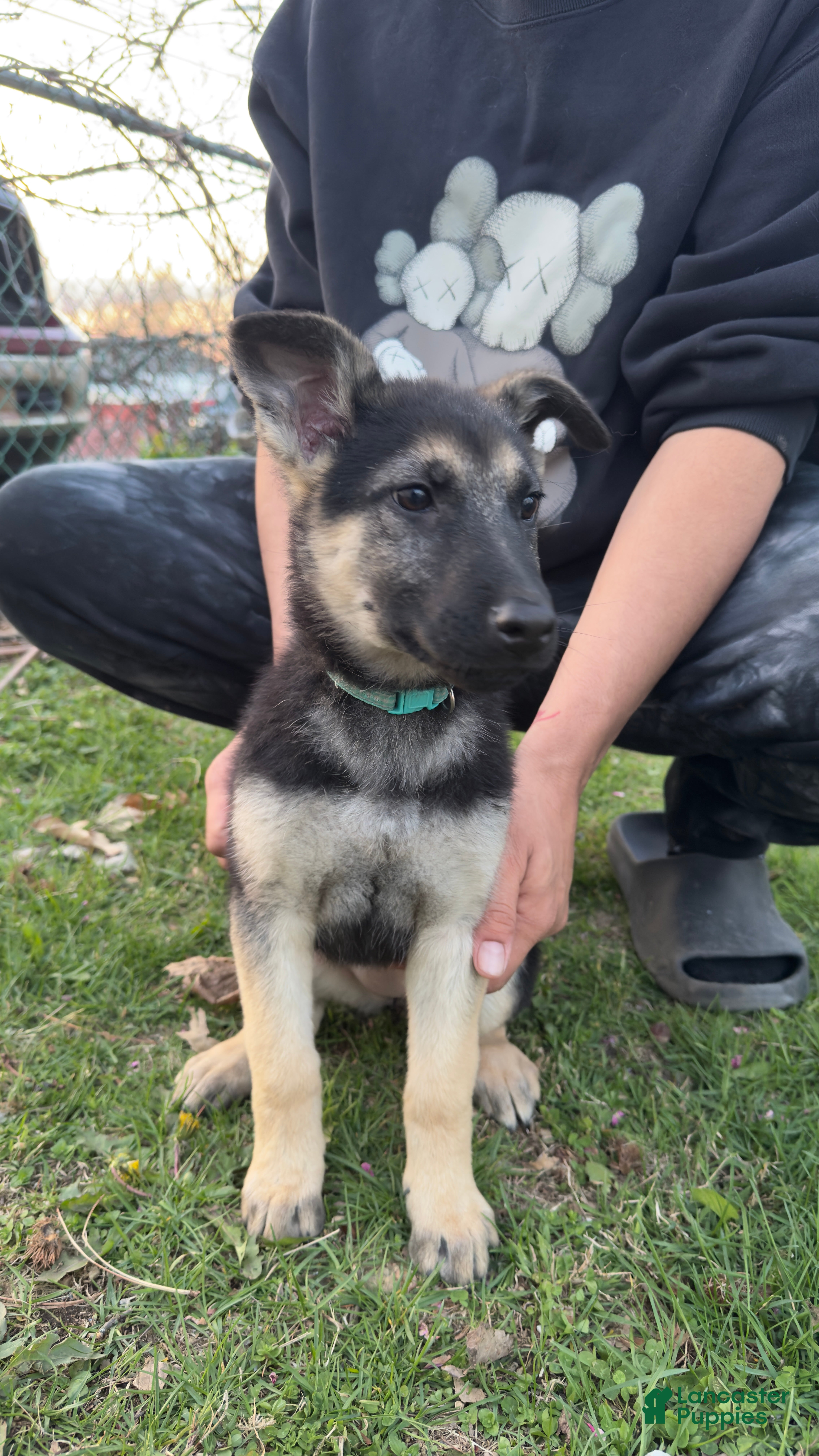 German Shepherd dogs for sale: Riley  - Ad 1