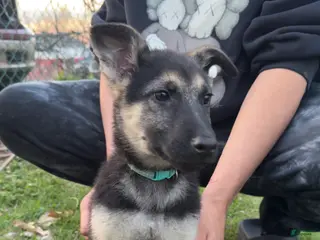German Shepherd dogs for sale: Riley - Ad 1