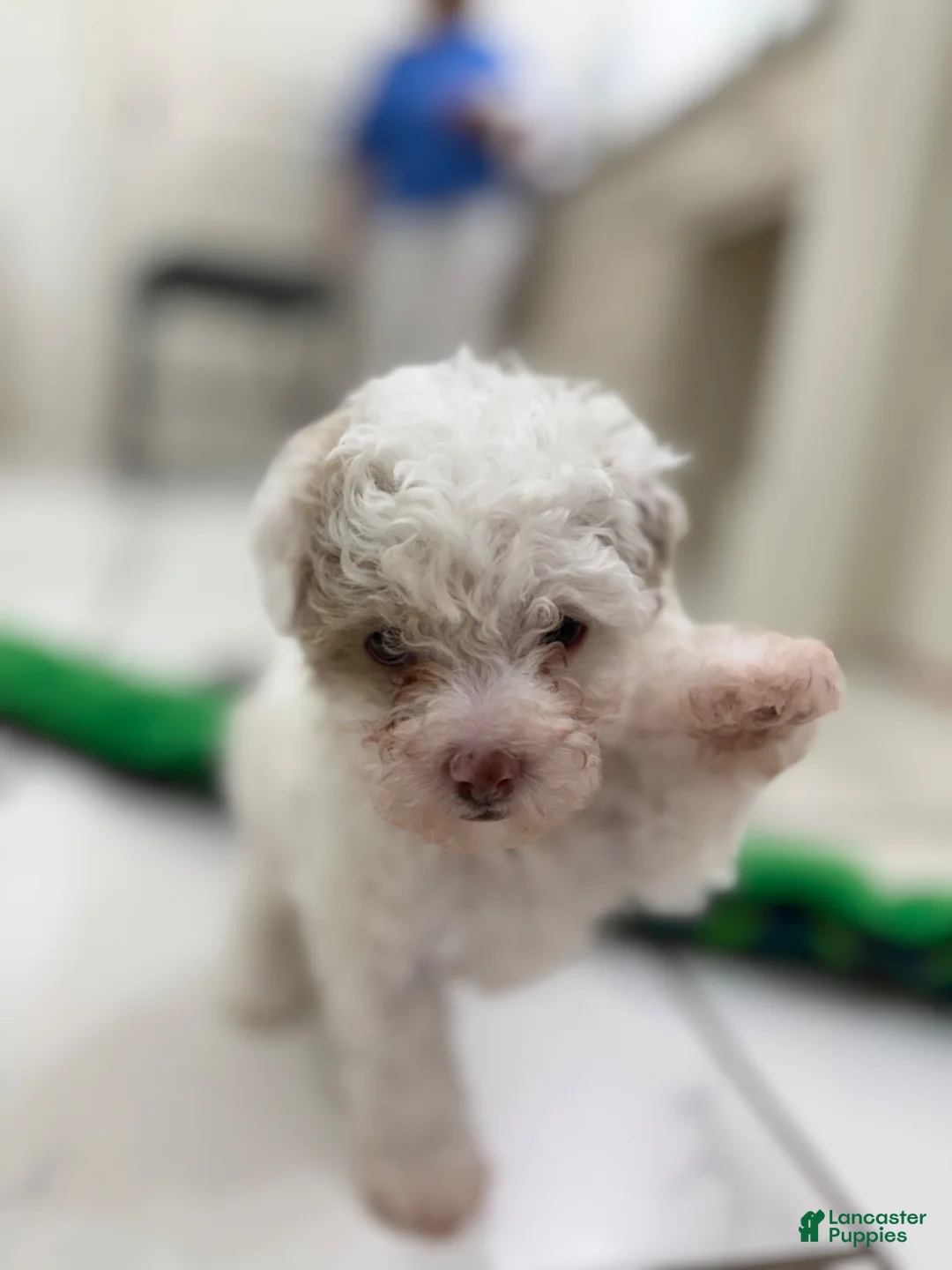 Maltipoo dogs for sale: Maltipoo 2 - Ad 2