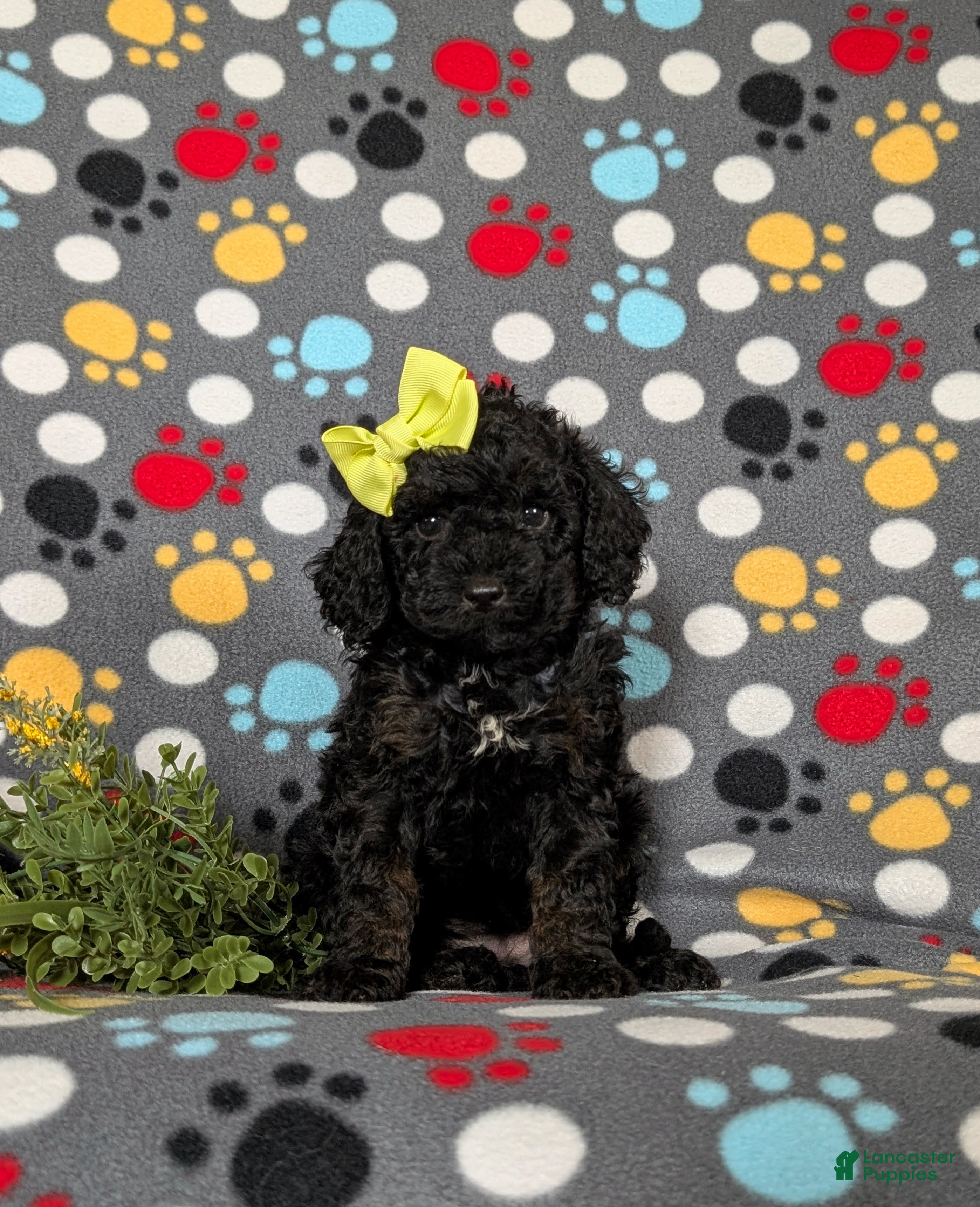 Miniature Poodle dogs Onya - Ad 1
