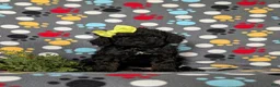 Miniature Poodle dogs for sale: Onya - Ad 1