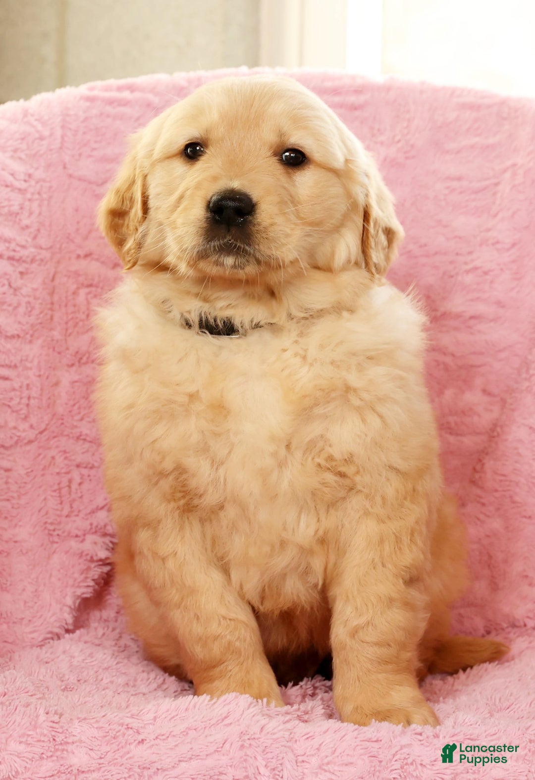 Golden Retriever dogs for sale: Banjo - Ad 7