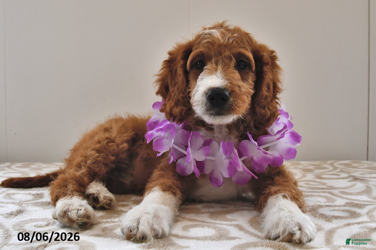 Mini Goldendoodle dogs Fancy  - Ad 1