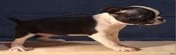 Boston Terrier dogs for sale: Emma - Ad 4