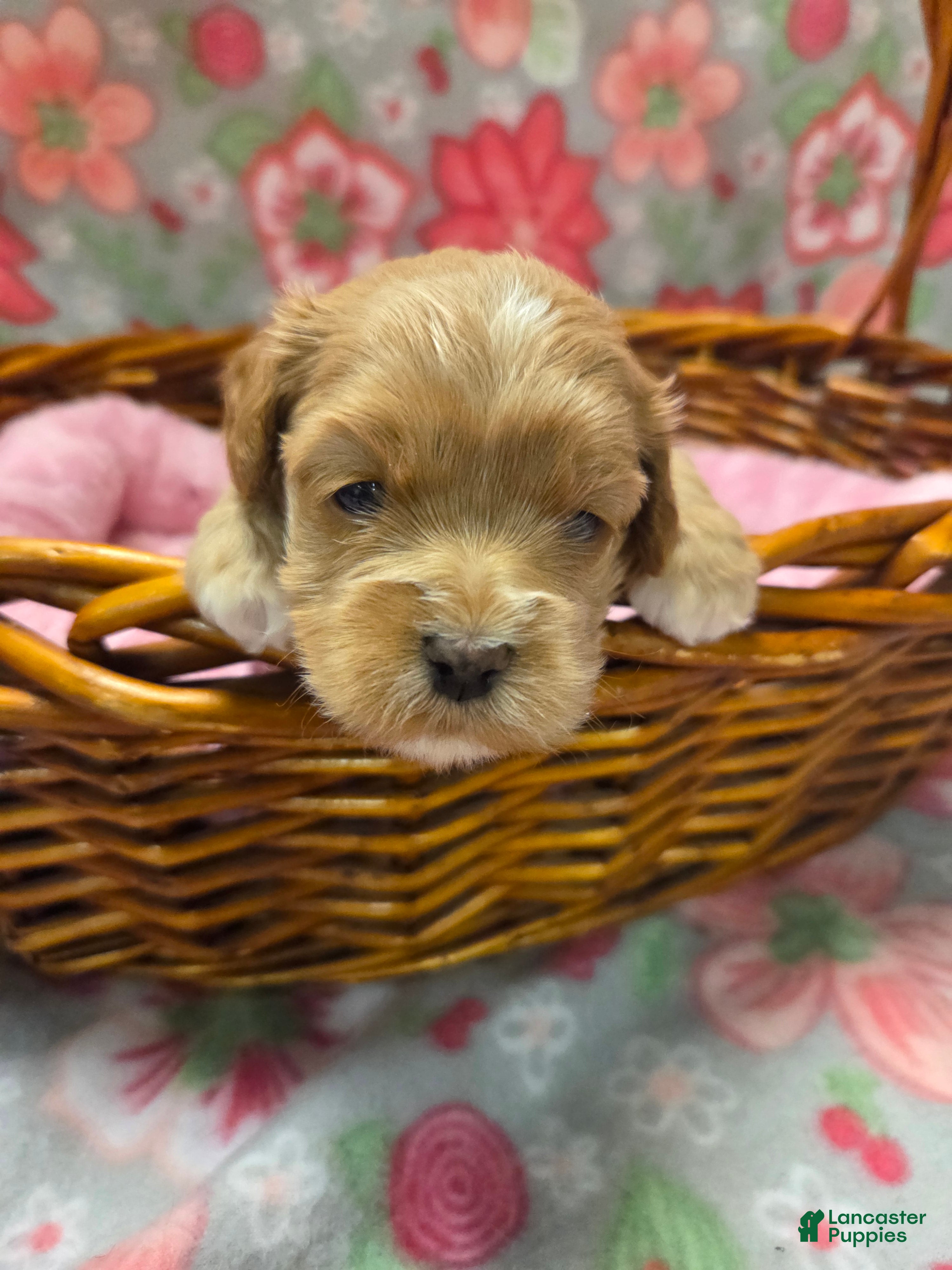 Cockapoo dogs Cockapoo Puppy 2 - Ad 1