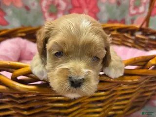 Cockapoo dogs Cockapoo Puppy 2 - Ad 2