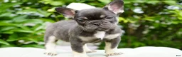 French Bulldog dogs for sale: Mochi - Ad 1