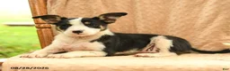 Mixed Breed dogs for sale: Faith - Ad 4