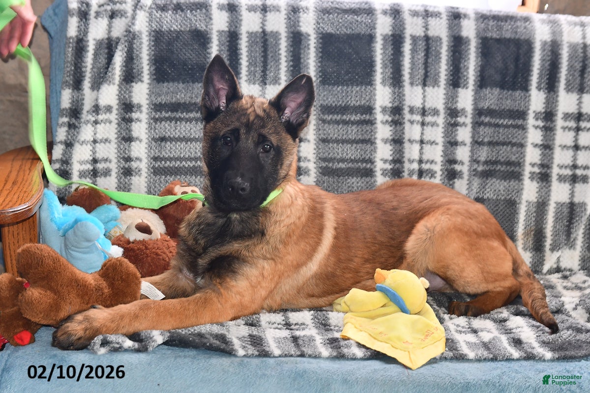 Belgian Malinois dogs Bruno - Ad 3