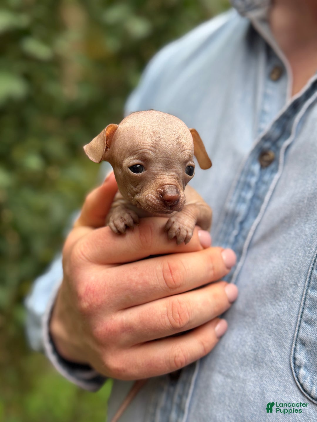 Mixed Breed dogs for sale: Cleopatra  - Ad 71