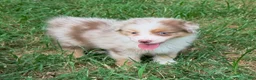 Australian Shepherd dogs for sale: Butterfly - Ad 3