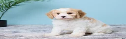 Cavapoo dogs for sale: Lola - Ad 2