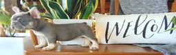 French Bulldog dogs for sale: Missy - Ad 8
