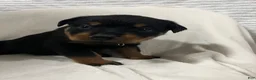 Rottweiler dogs for sale: buster - Ad 2