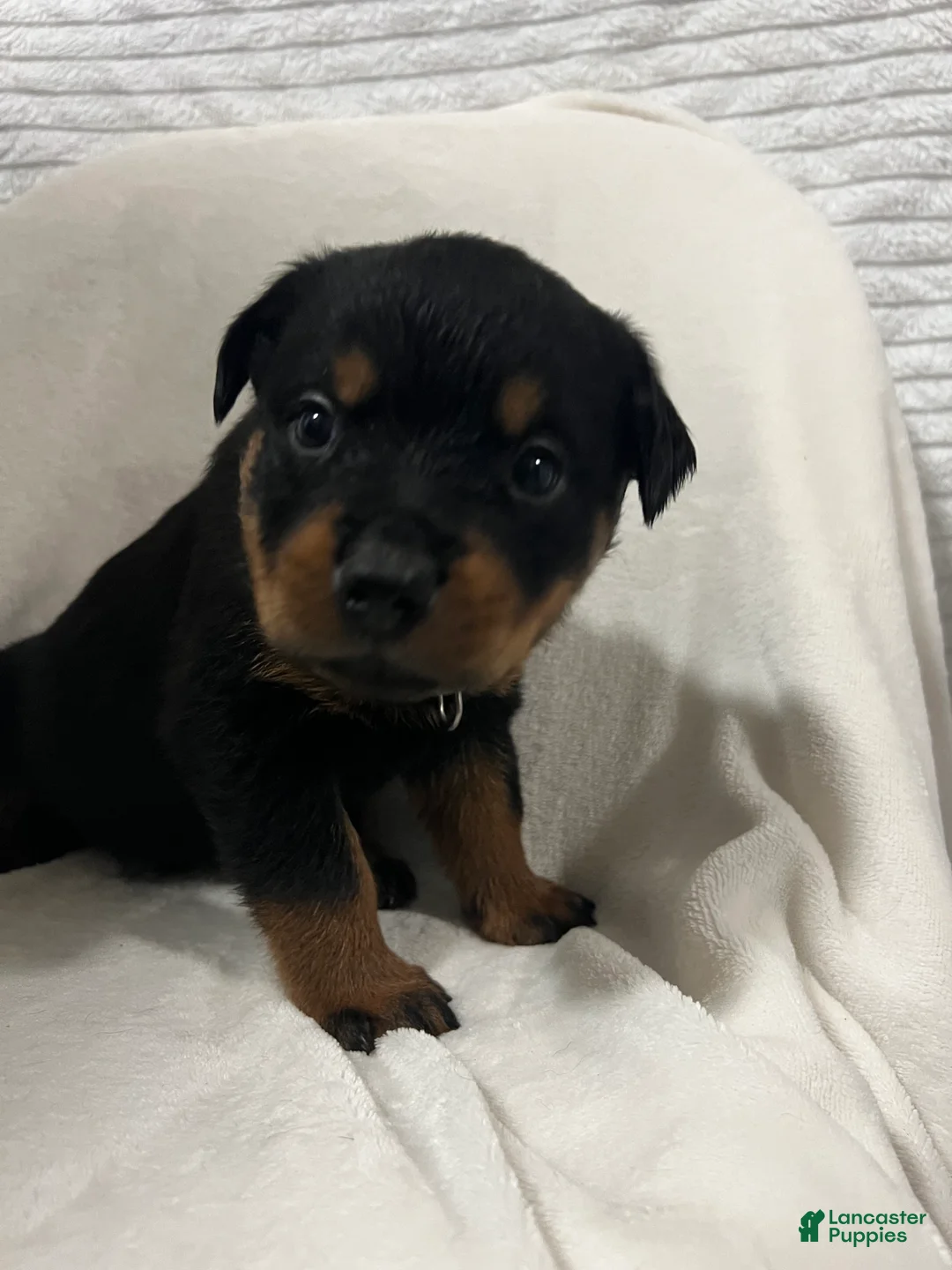 Rottweiler dogs for sale: buster - Ad 2