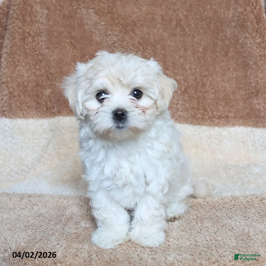 Morkie dogs for sale: Siesta - Ad 2