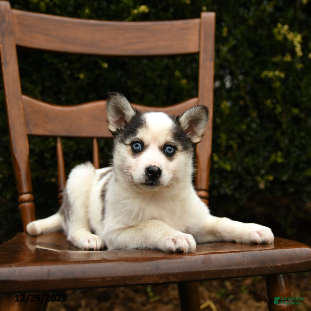 Mixed Breed dogs for sale: Opal - Ad 3