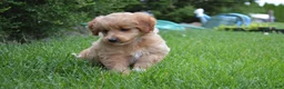 Mini Goldendoodle dogs for sale: Midge - Ad 4