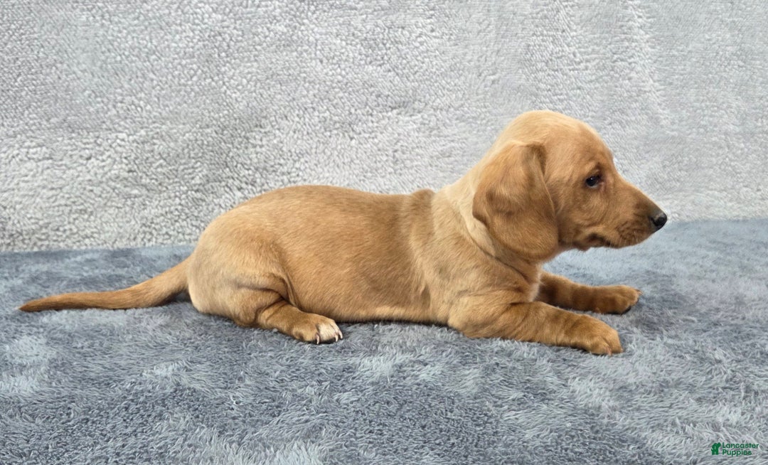 Miniature Dachshund dogs for sale: Baxter  - Ad 8