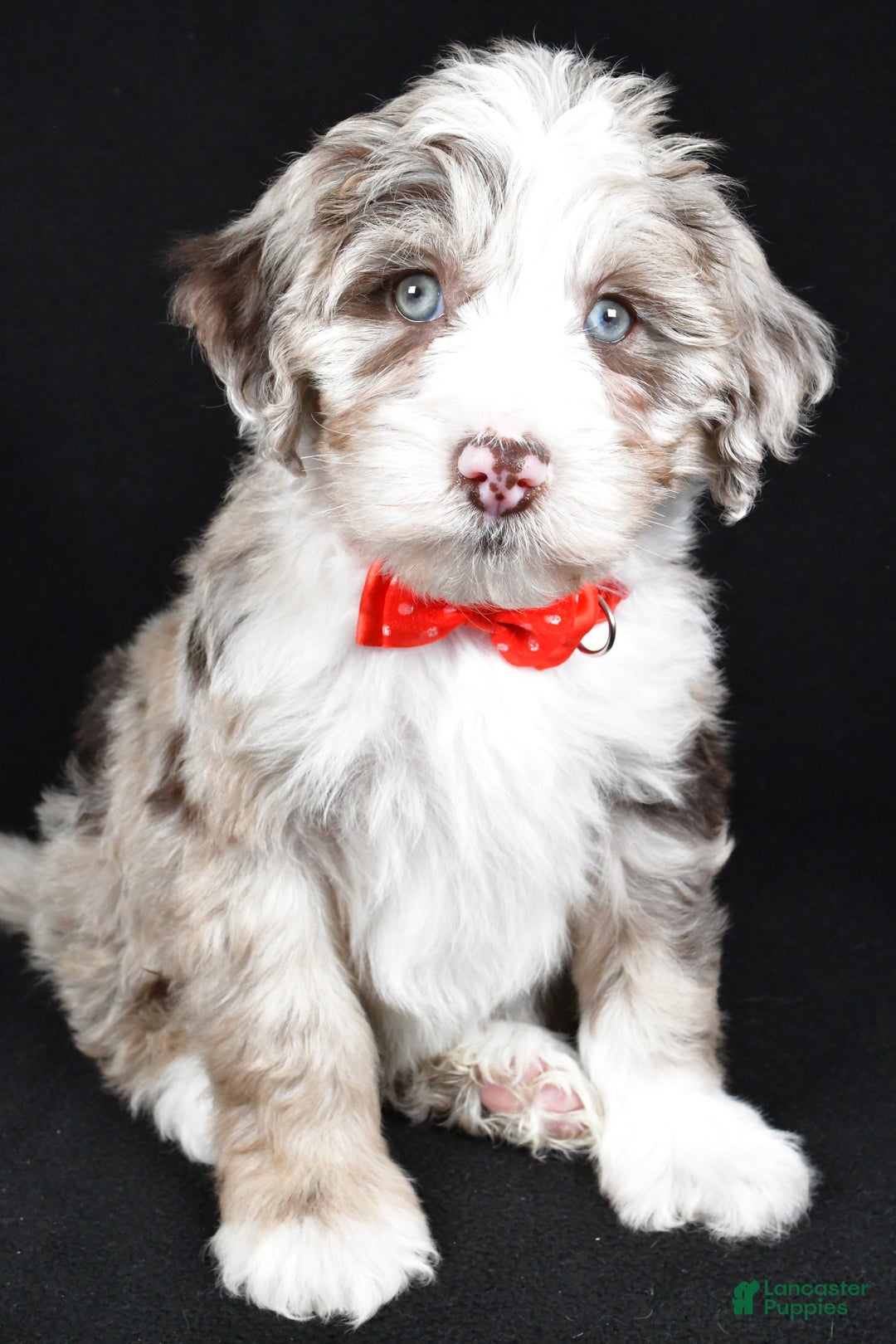 Sheepadoodle dogs for sale: Connor - Ad 8