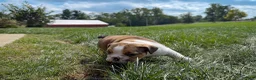 English Bulldog dogs for sale: Cookie - Ad 6