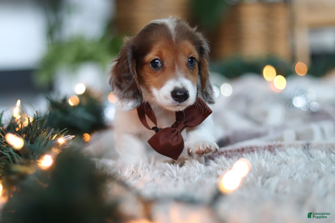 Miniature Dachshund dogs for sale: Theo - Ad 13