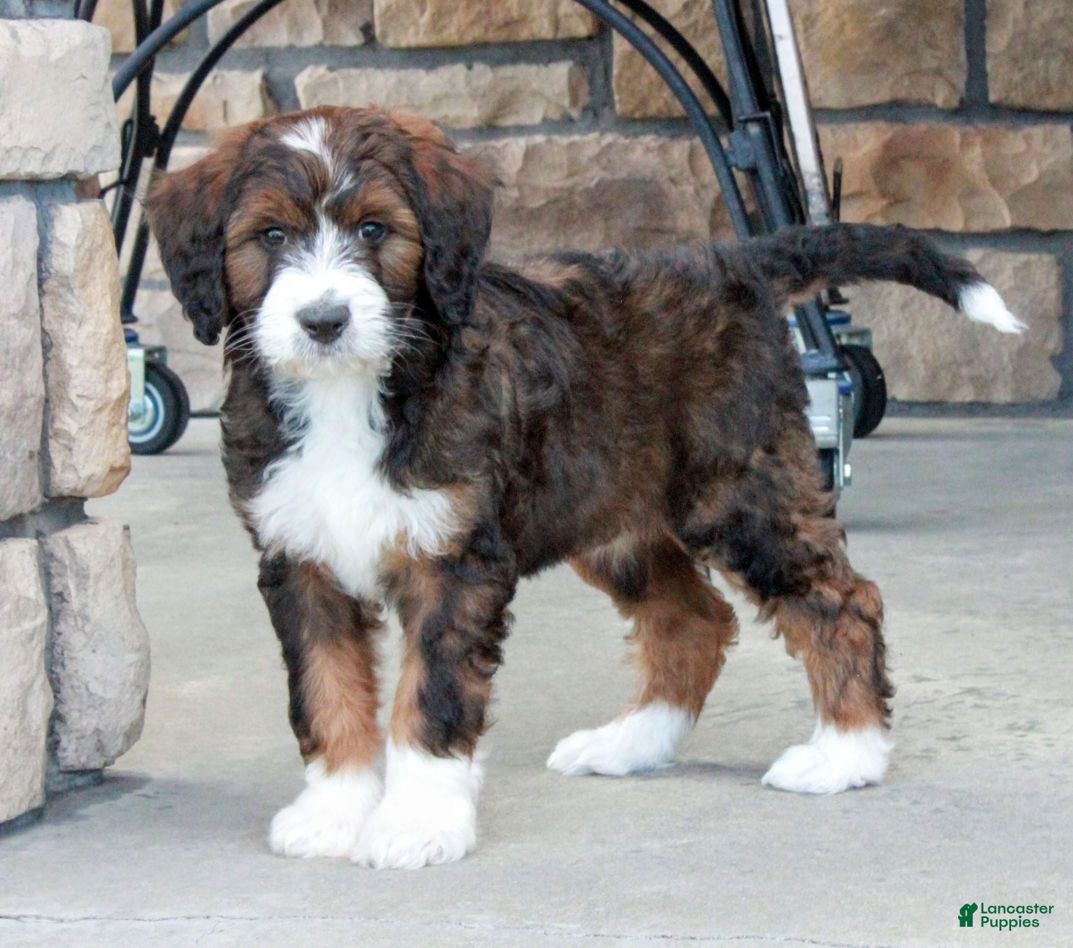 Bernedoodle dogs Bella - Ad 1