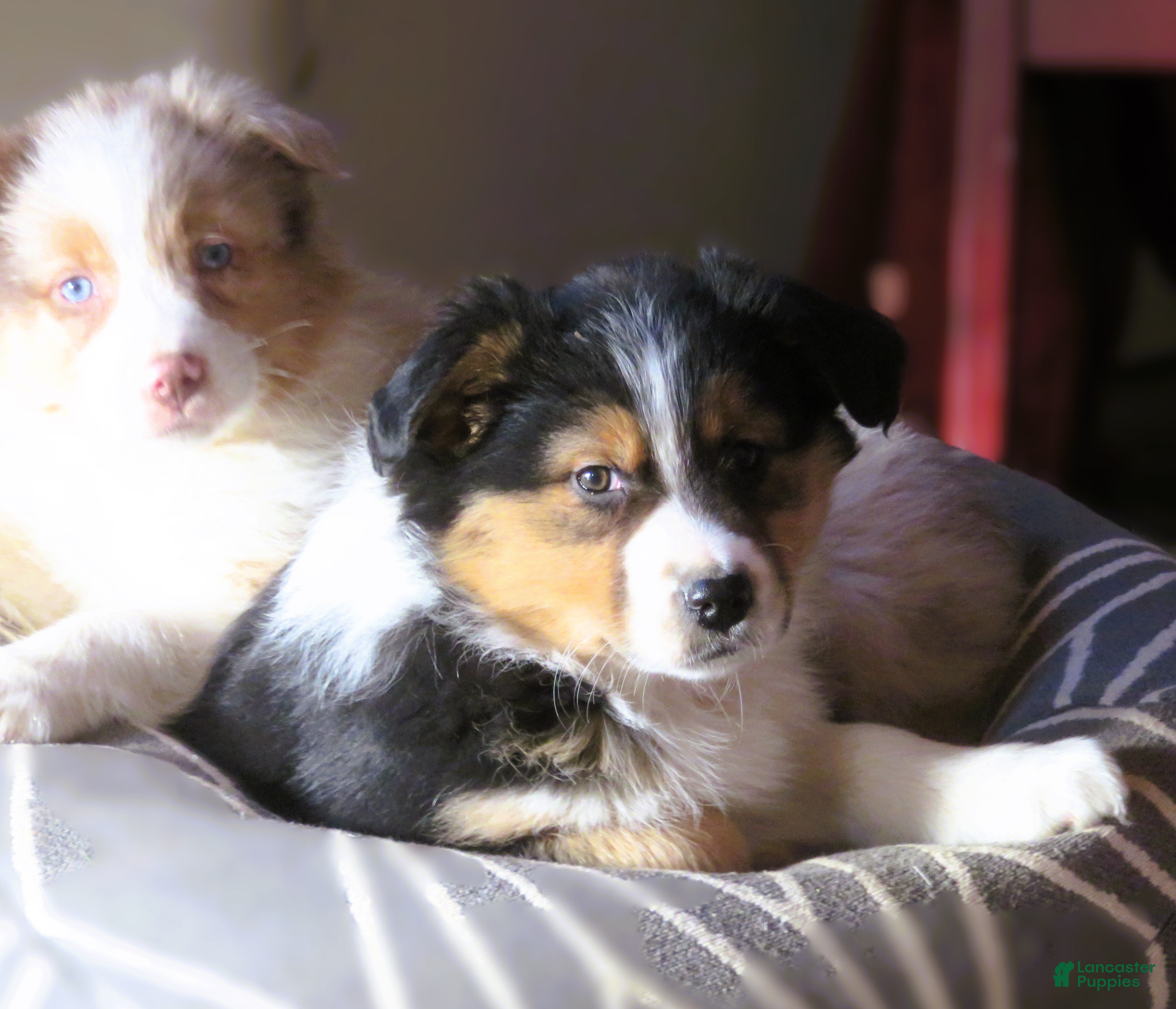 Australian Shepherd dogs Onyx - Ad 2