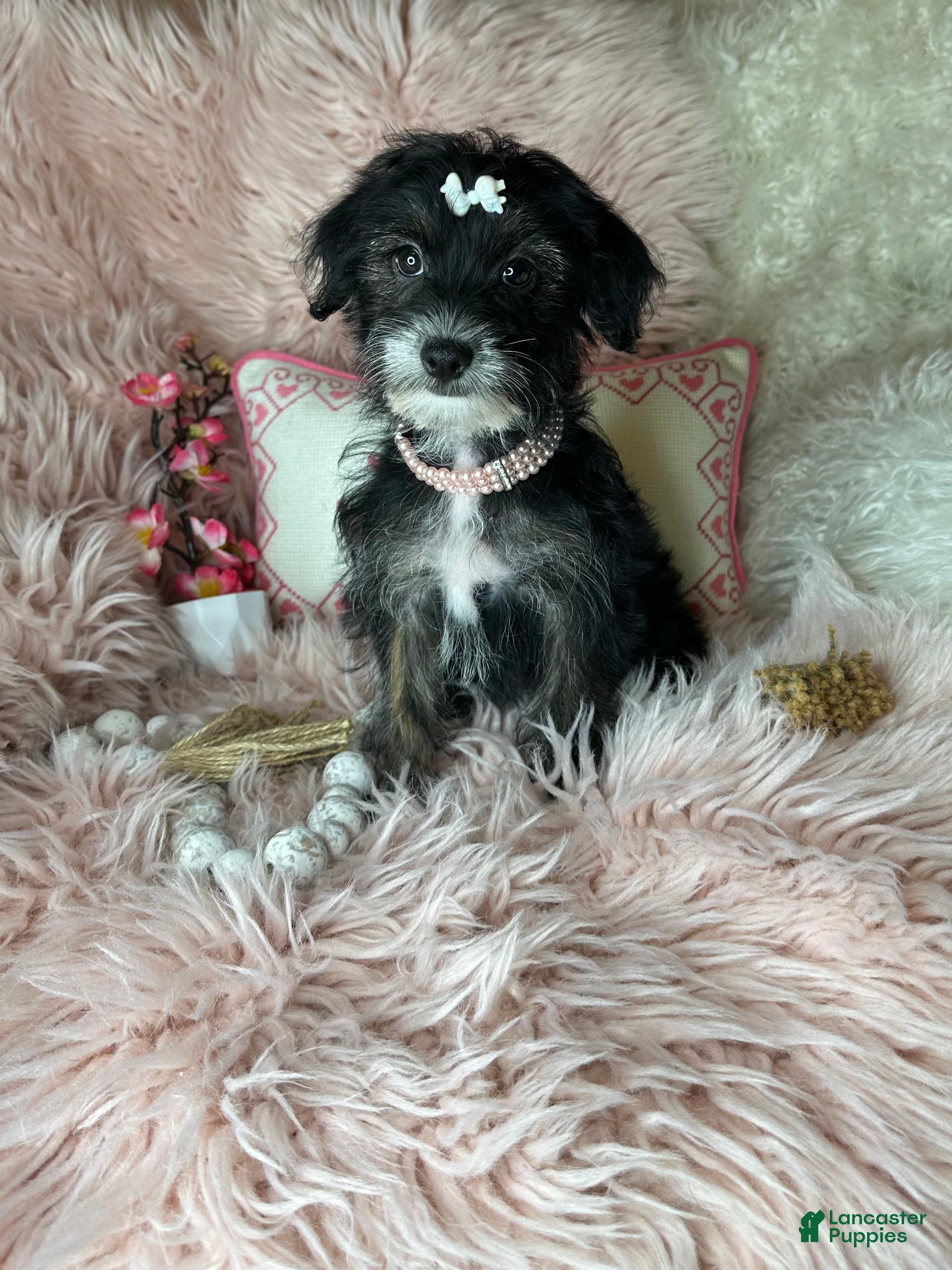 Yorkiepoo dogs for sale: Pepper - Ad 2