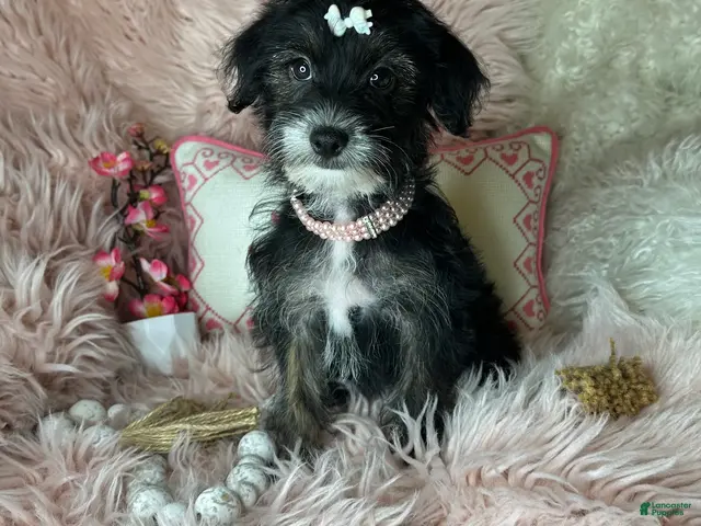 Yorkiepoo dogs for sale: Pepper - Ad 5