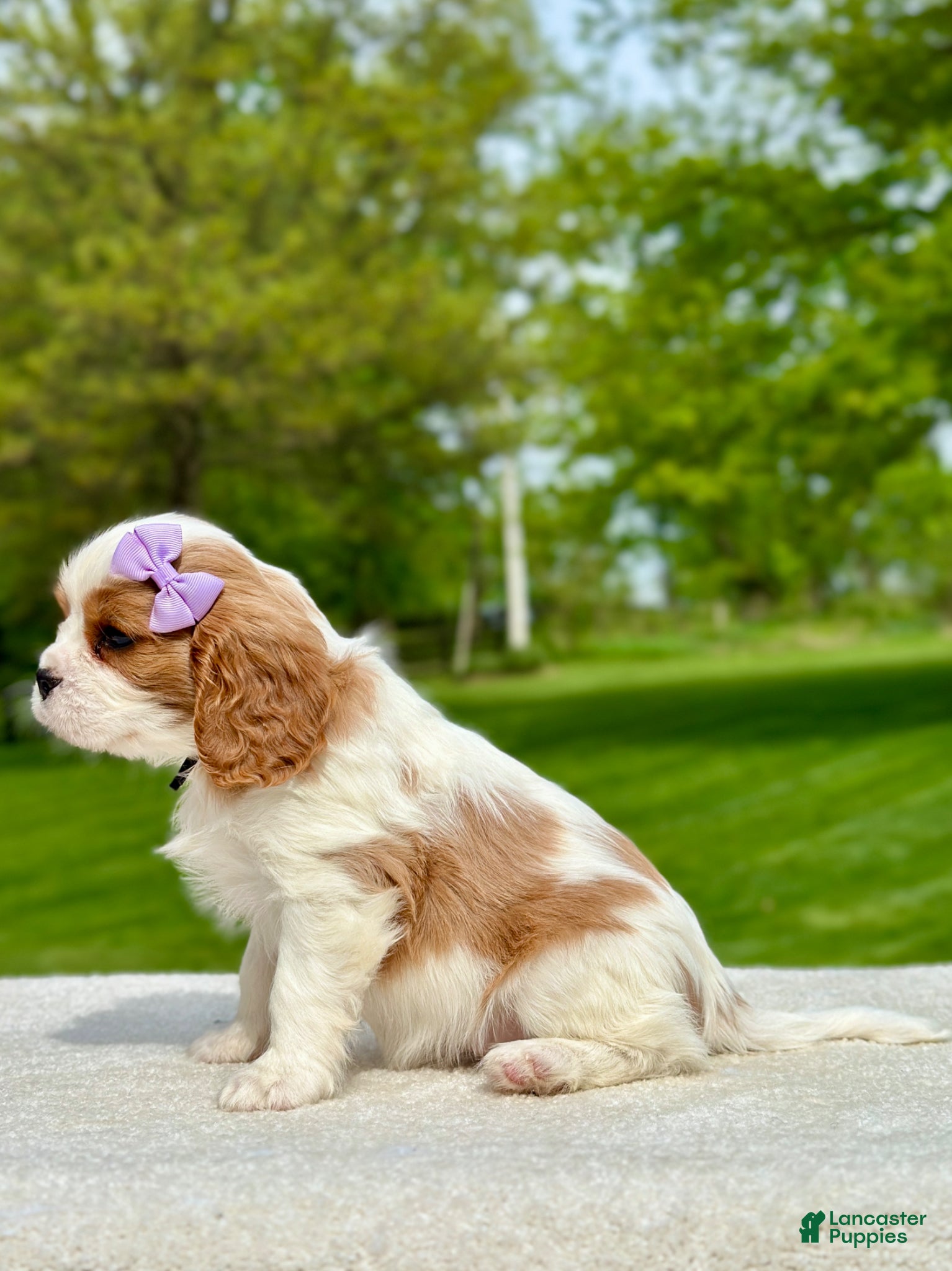Cavalier King Charles Spaniel dogs Sage - Ad 2