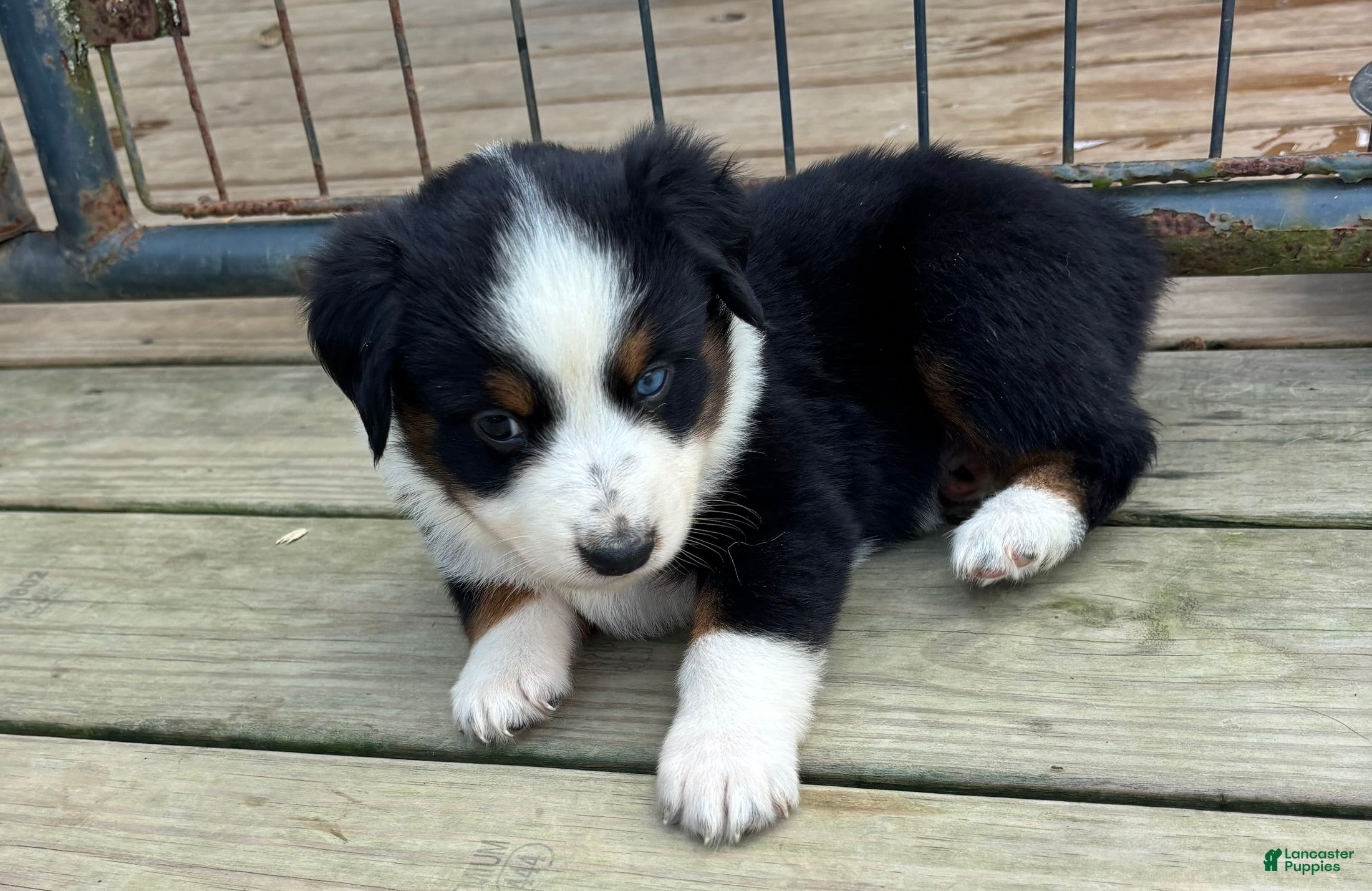 Miniature Australian Shepherd dogs #1 Black Tri Female - Ad 30