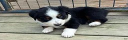 Miniature Australian Shepherd dogs for sale: #1 Black Tri Female - Ad 2
