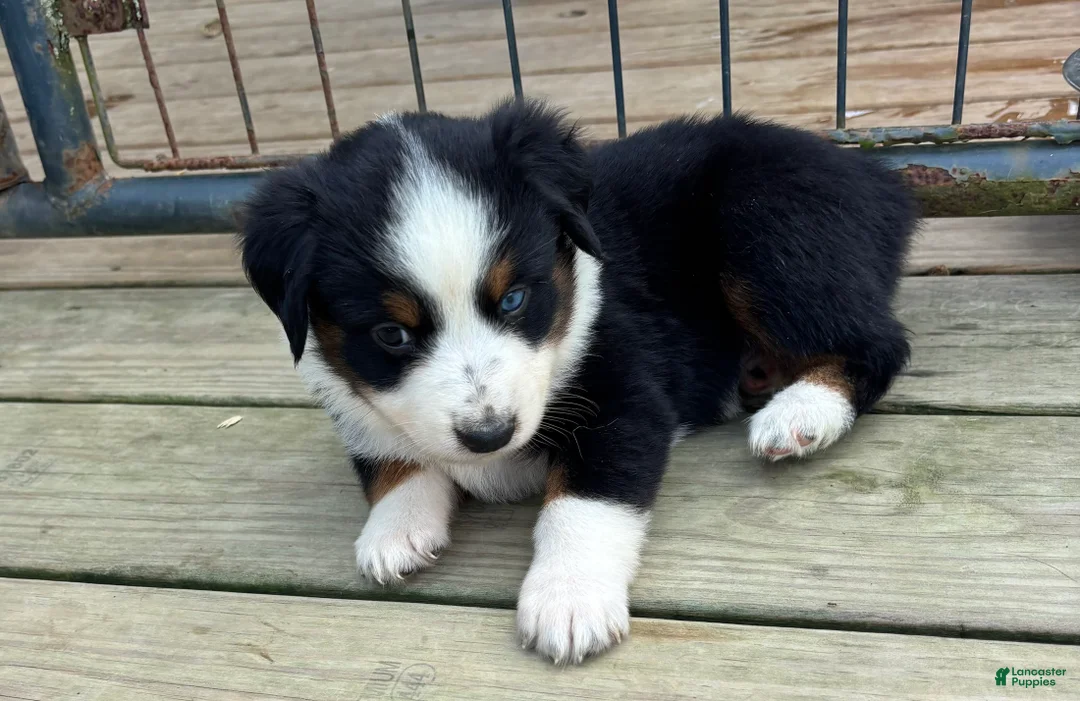 Miniature Australian Shepherd dogs for sale: #1 Black Tri Female - Ad 2