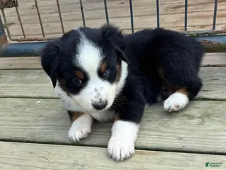 Miniature Australian Shepherd dogs #1 Black Tri Female - Ad 30