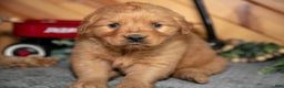 Golden Retriever dogs for sale: Molly - Ad 3