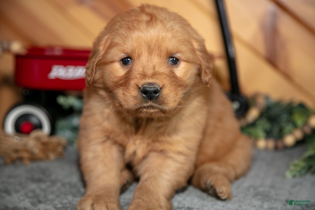 Golden Retriever dogs for sale: Molly - Ad 3