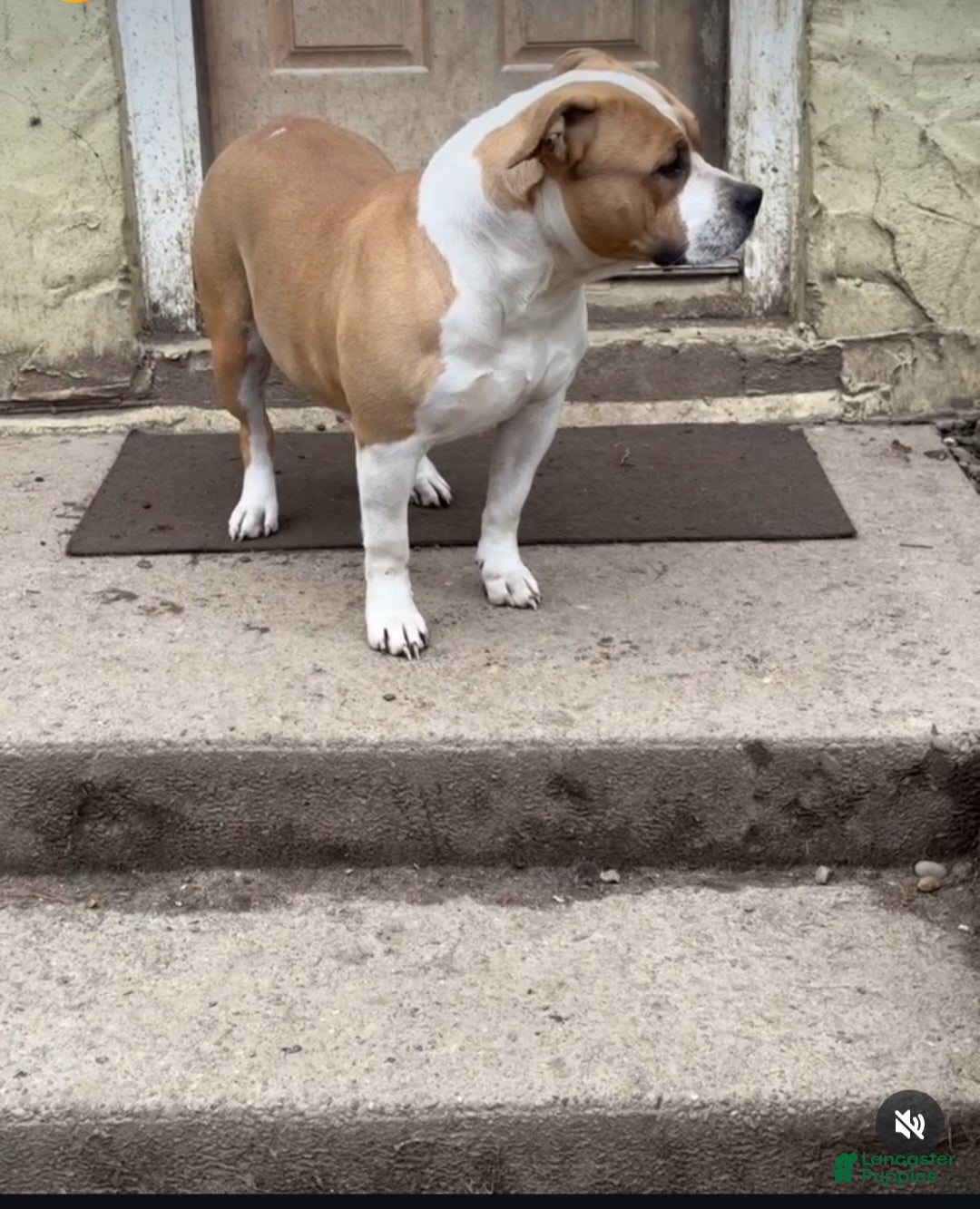 American Bully dogs for sale: American Bully Puppy 1 - Ad 2
