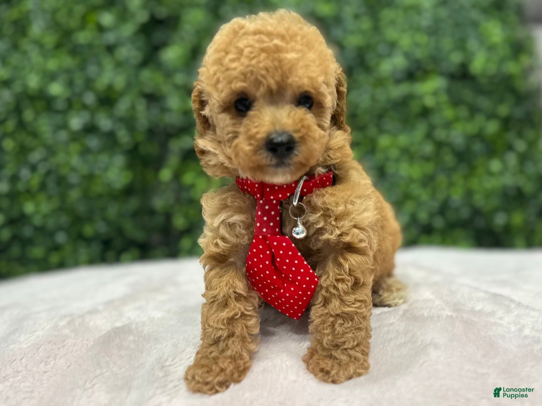 Toy Poodle dogs for sale: Marvin - Ad 1