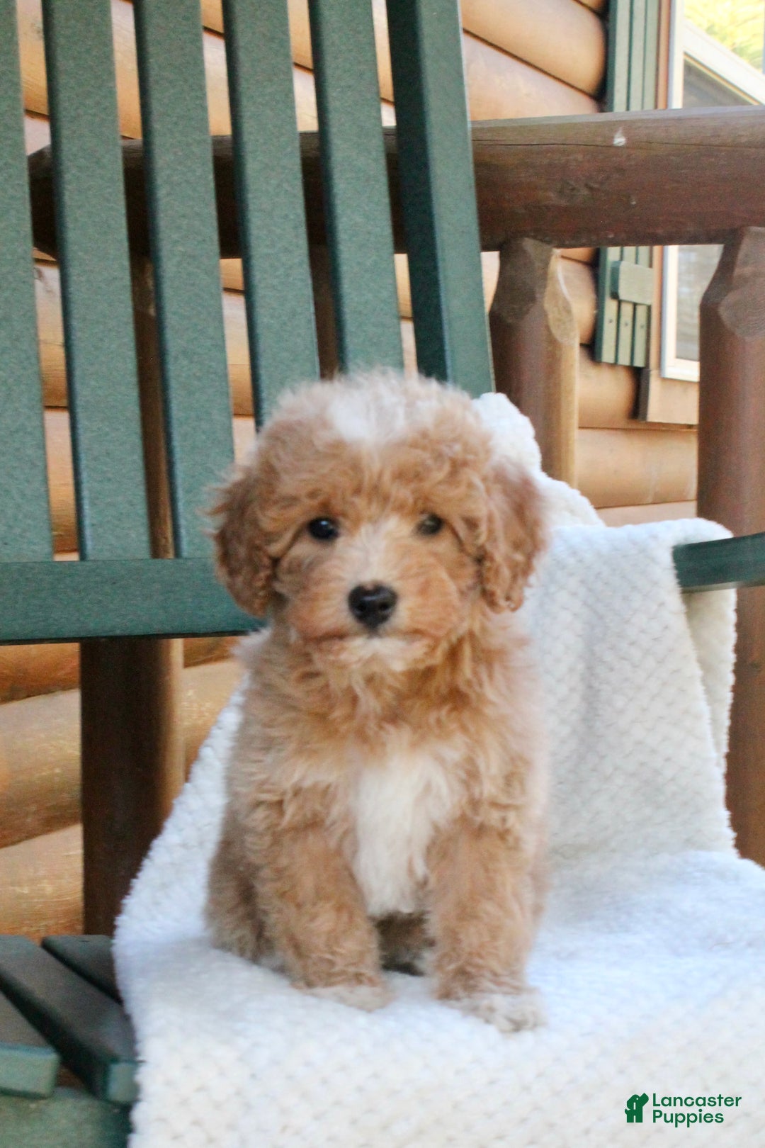 Mini Goldendoodle dogs for sale: Sugar - Ad 4