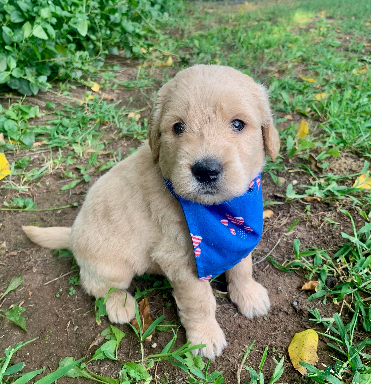 Goldendoodle dogs Carter - Ad 2
