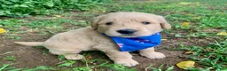 Goldendoodle dogs for sale: Carter - Ad 2