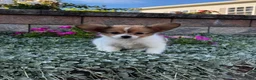 Papillon dogs for sale: Roxy  - Ad 5