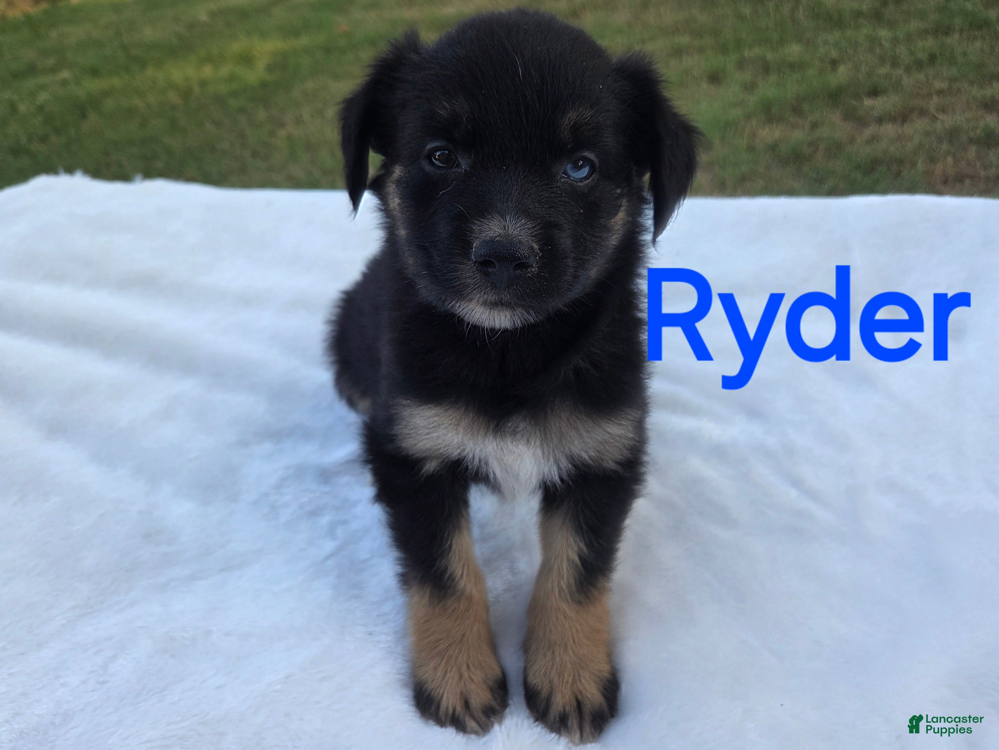 Australian Shepherd dogs Ryder - Ad 36