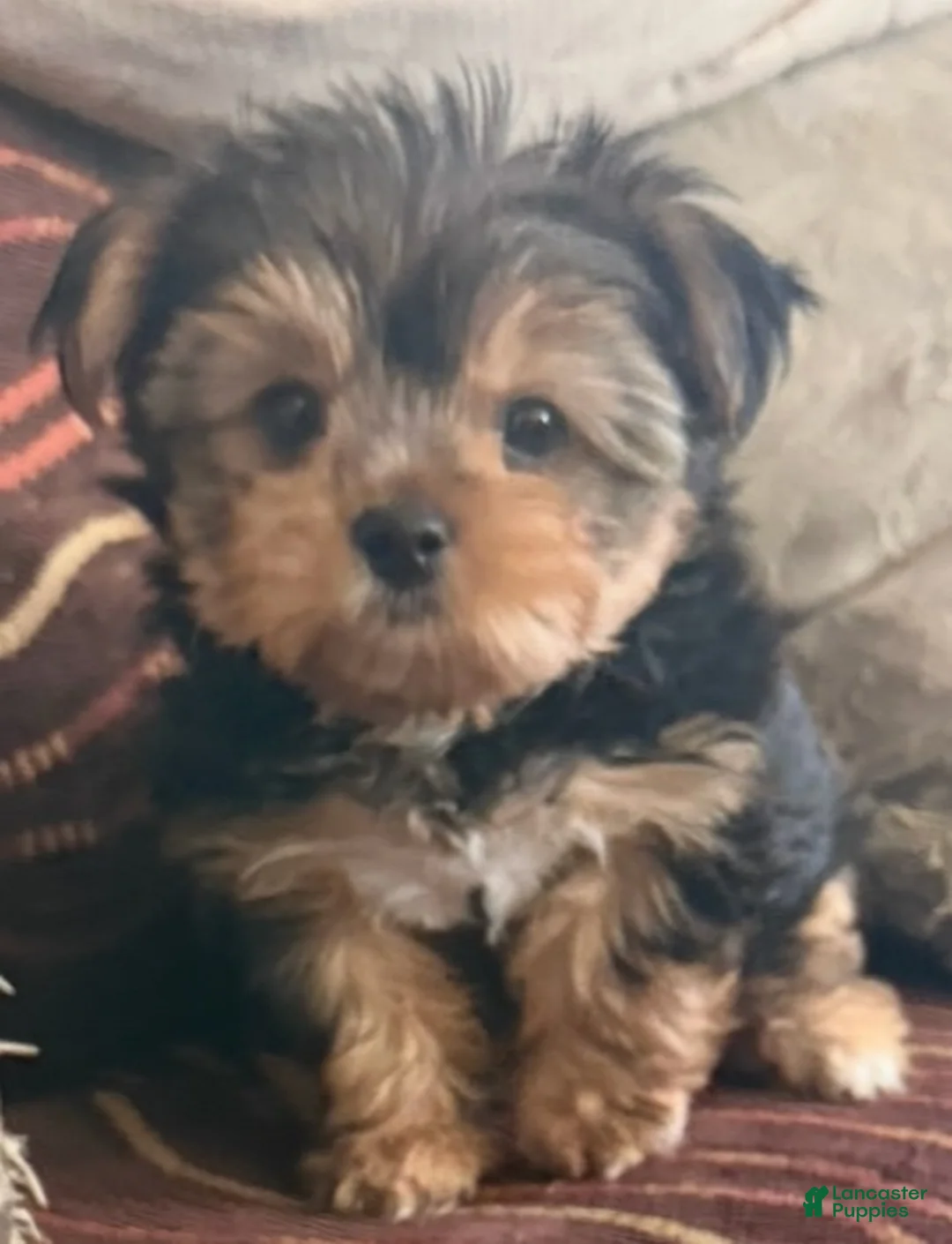 Yorkshire Terrier dogs for sale: Yorkshire Terrier 1 - Ad 6