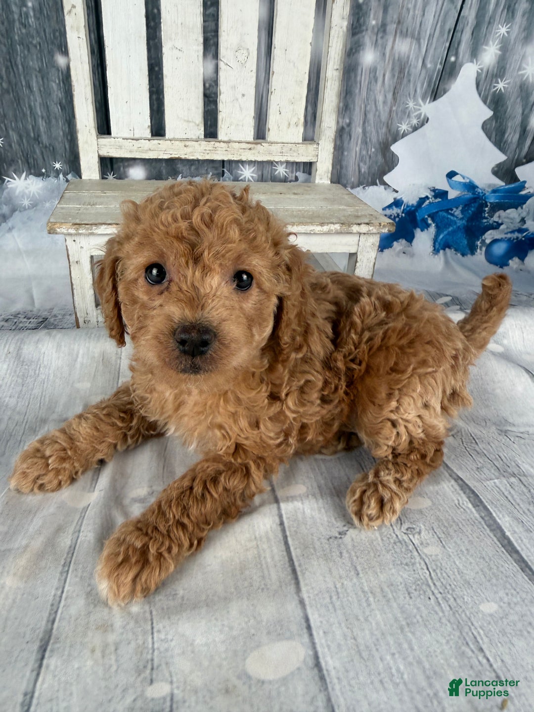 Cavapoo dogs for sale: Rita - Ad 1