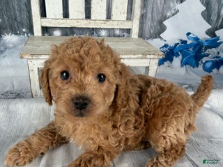 Cavapoo dogs Rita - Ad 5